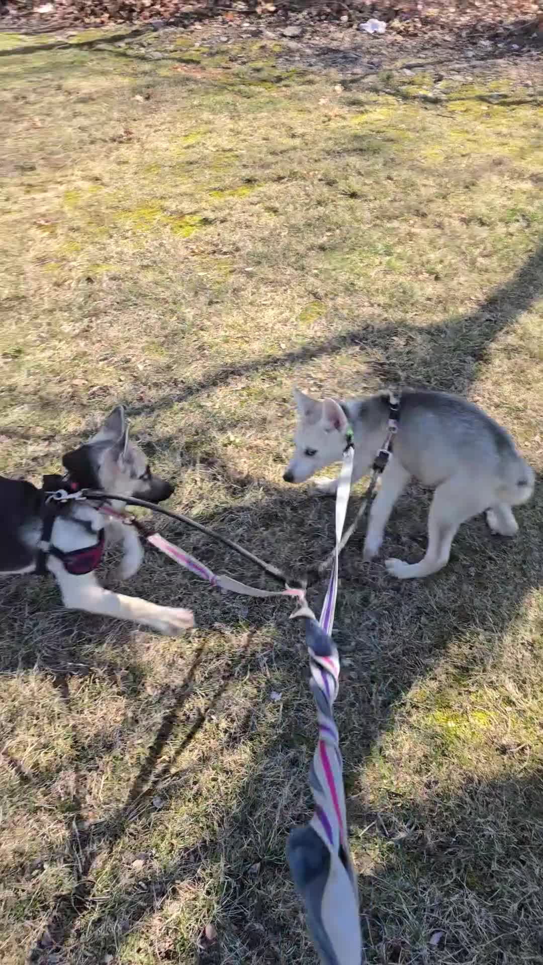 Gerberian Shepsky dogs for sale: Gerberian Shepsky Puppy 1 - Video 1