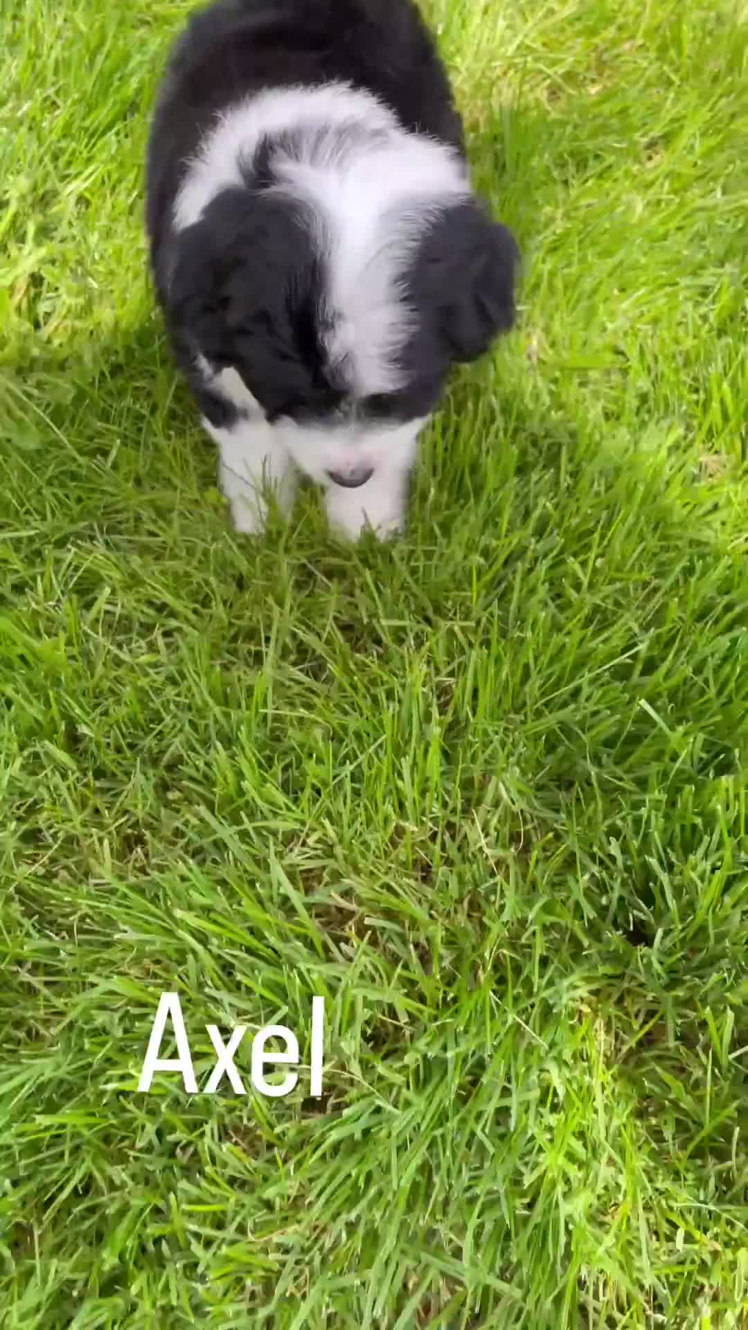 Mini Aussiedoodle dogs for sale: Axel - Video 1