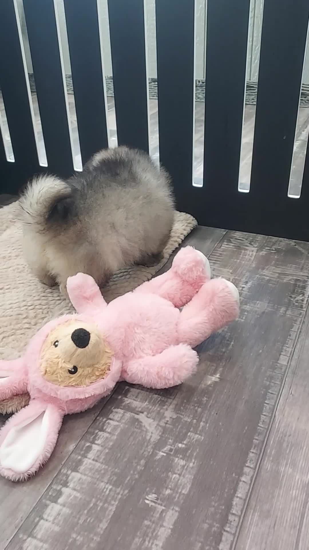Keeshond dogs for sale: Austin - Video 1
