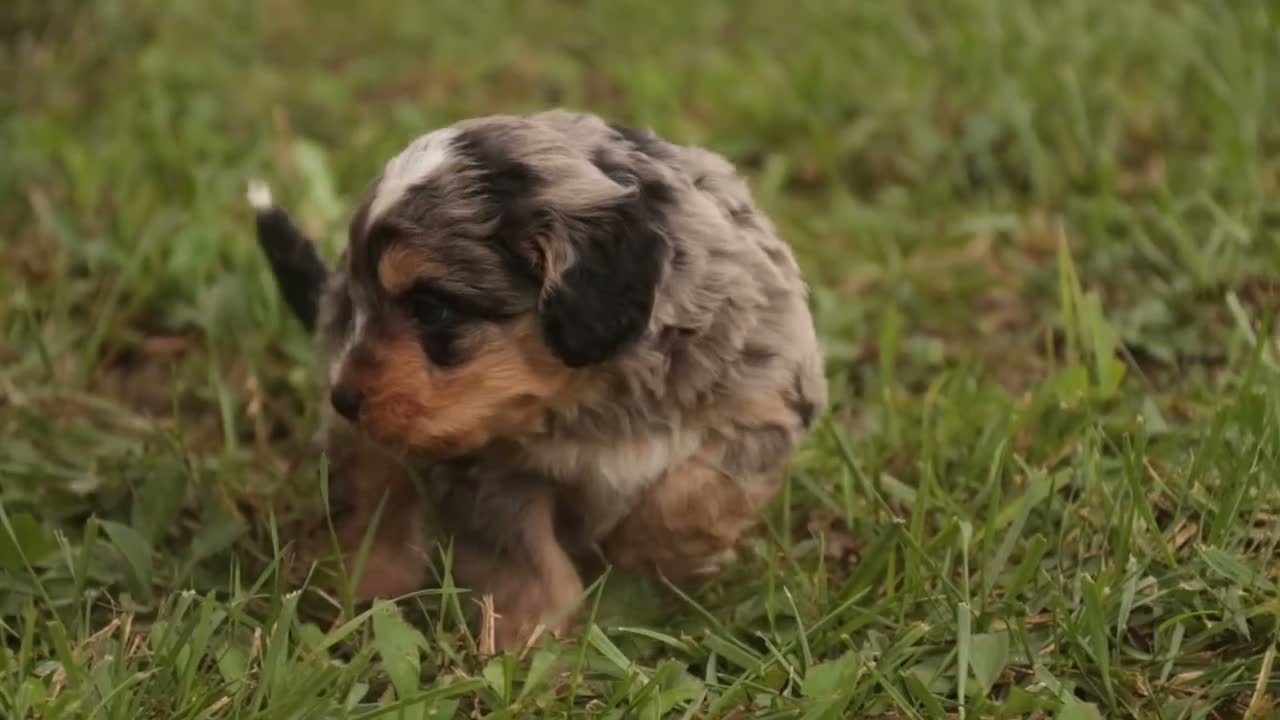 Mini Bernedoodle dogs for sale: Harvest F1 Mini Bernedoodle  - Video 6