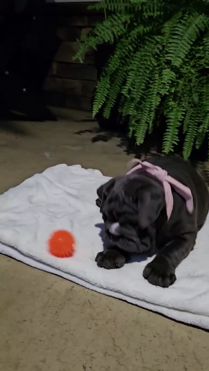 English Bulldog dogs for sale: Aurora - Video 2