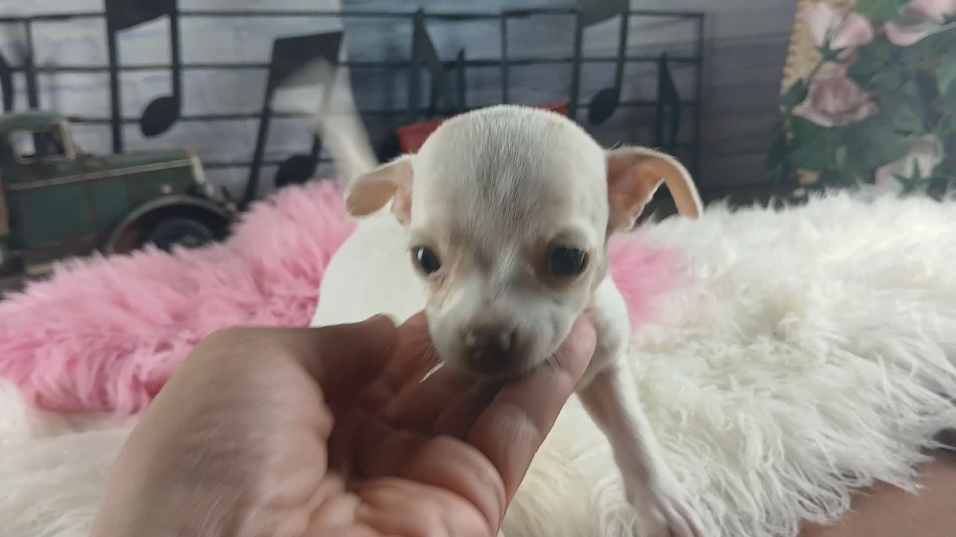 Chihuahua dogs for sale: Chocolate teacup Chihuahua girl. Hand delivery - Video 1