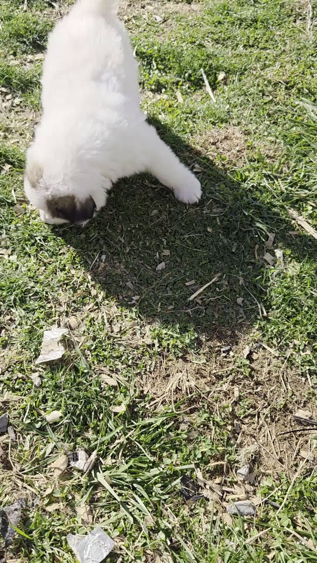 Great Pyrenees dogs for sale: Rudolph - Video 1