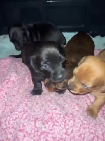 Dachshund dogs for sale: Dachshund Puppy 1 - Video 1