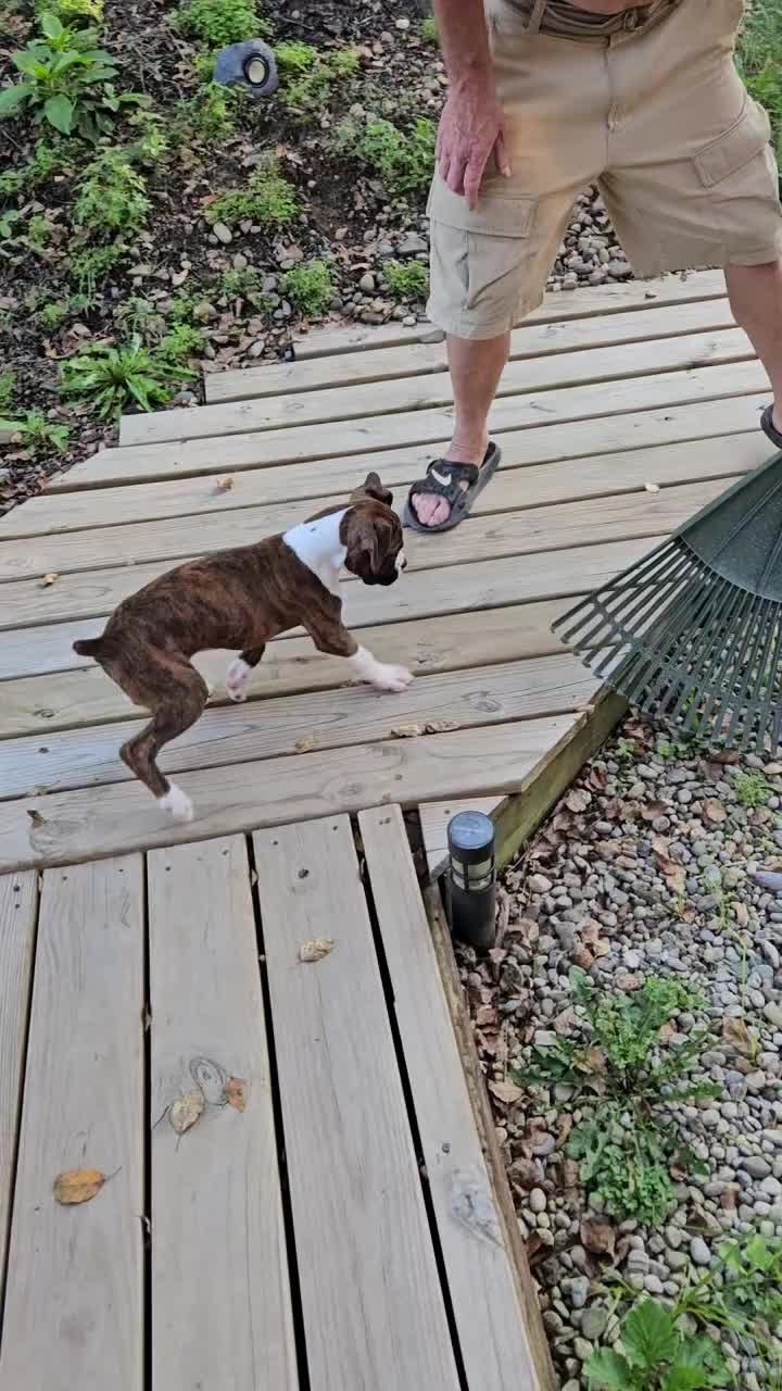 Boxer dogs for sale: Boxer 1 - Video 2