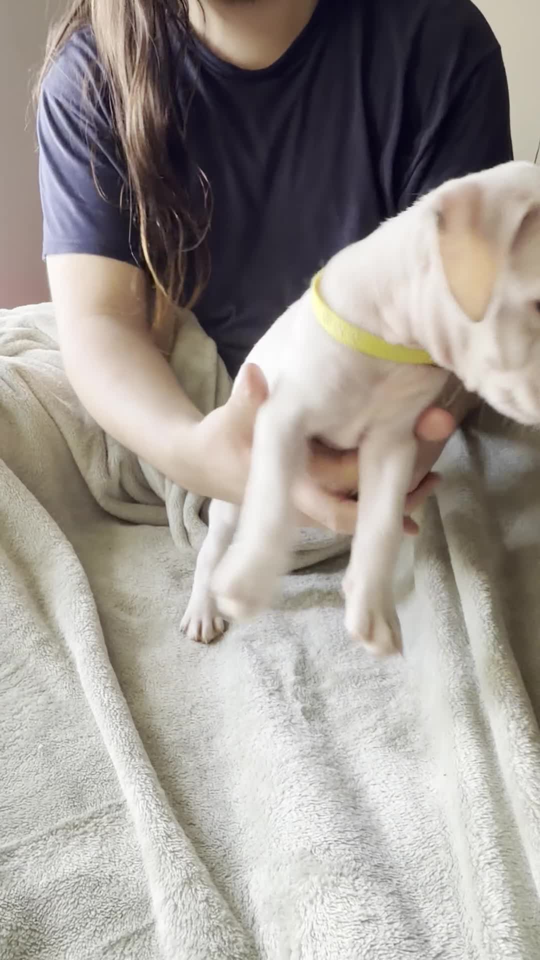American Pit Bull Terrier dogs for sale: Yellow  - Video 1