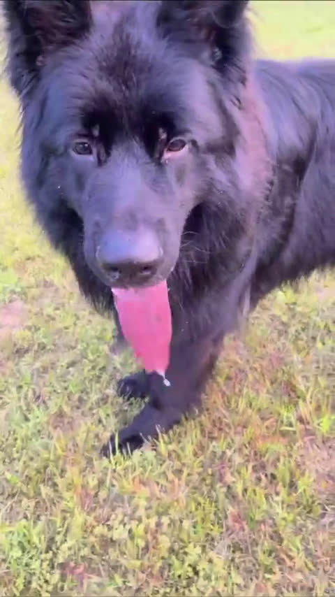 German Shepherd dogs for stud: German Shepherd 1 puppies - Video 1