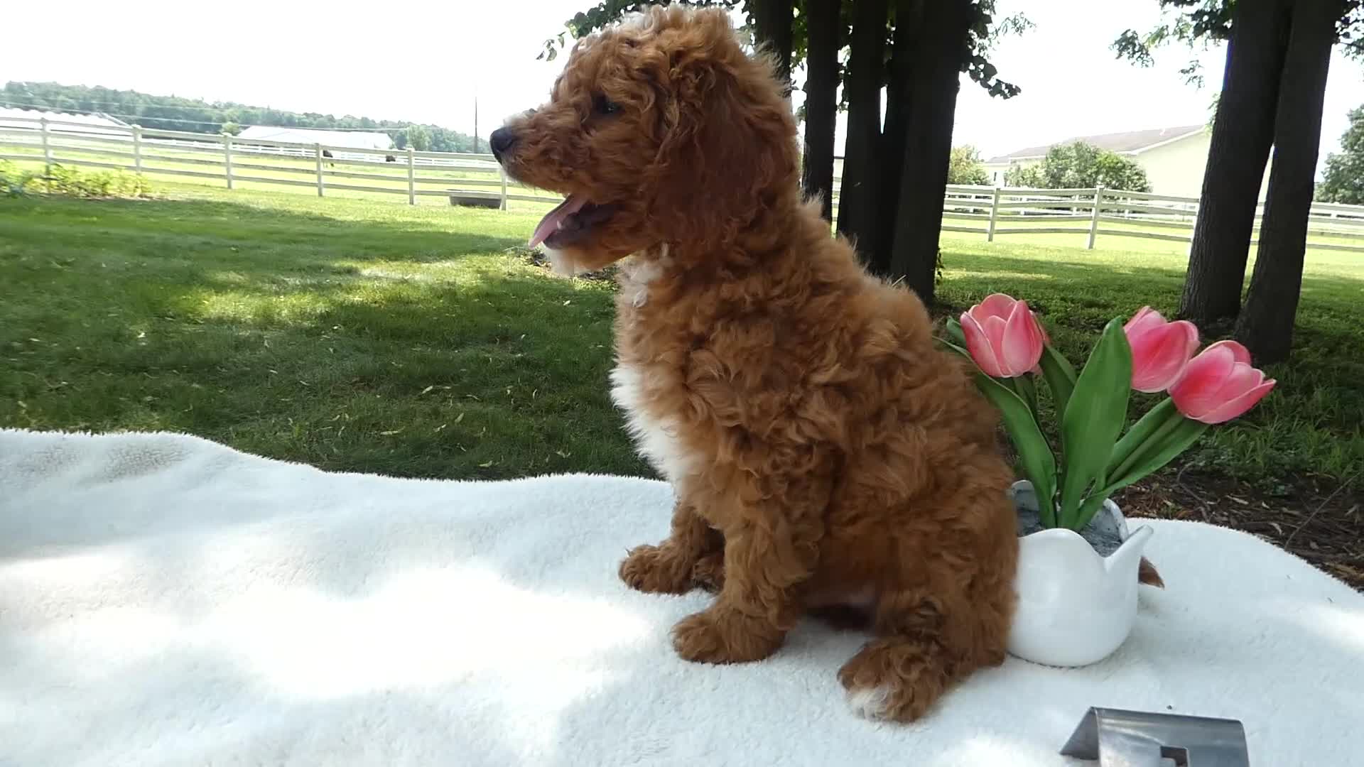 Mini Goldendoodle dogs for sale: Mini Goldendoodle 1 Custer - Video 1