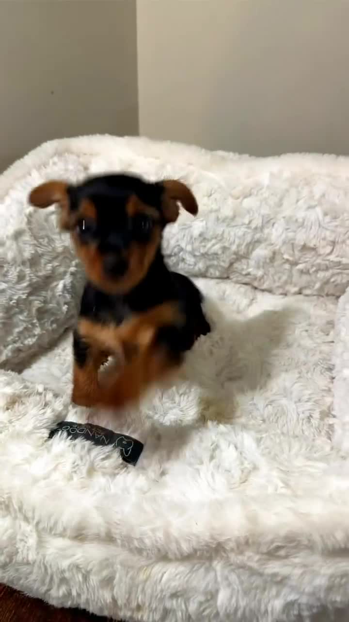 Yorkshire Terrier dogs for sale: Mila  - Video 1