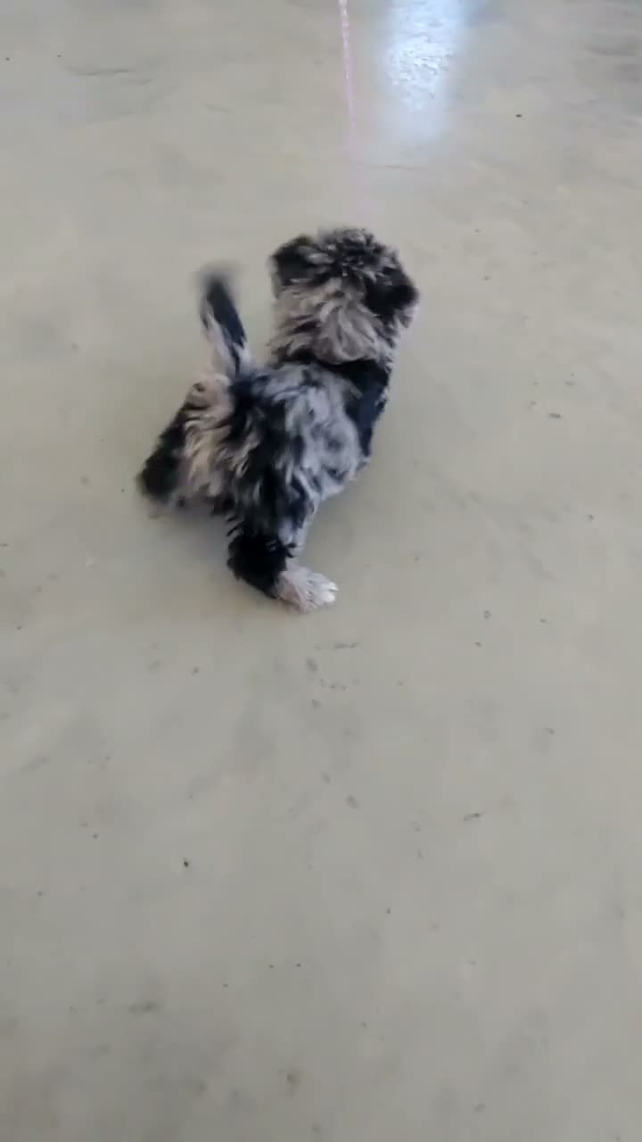 Yorkiepoo dogs for sale: Laci - Video 1