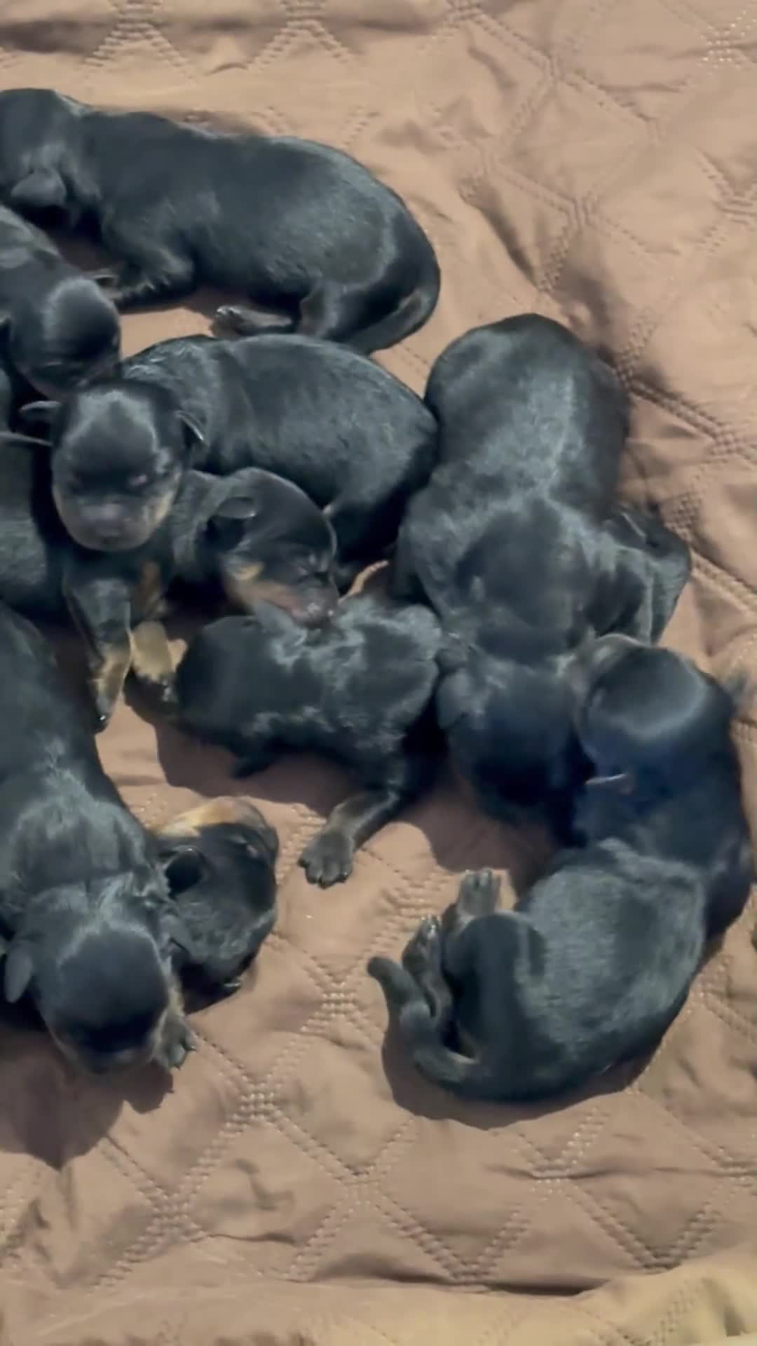 Rottweiler dogs for sale: Rottweiler Puppy 4 - Video 3