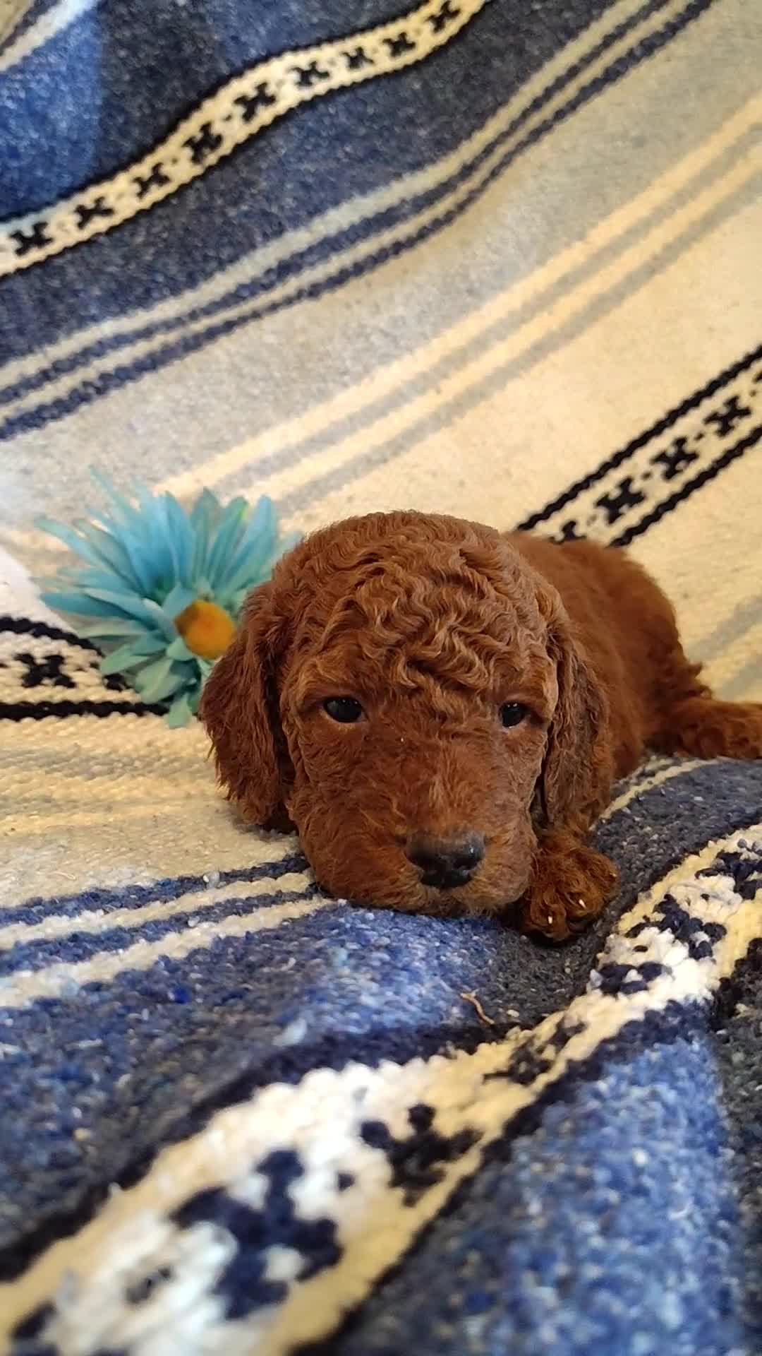 Mini Goldendoodle dogs for sale: Shnooki - Video 1