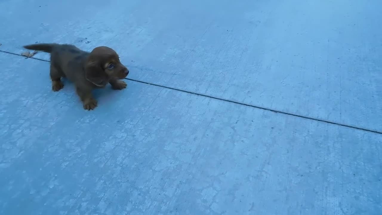 Miniature Dachshund dogs for sale: Ruby - Video 2