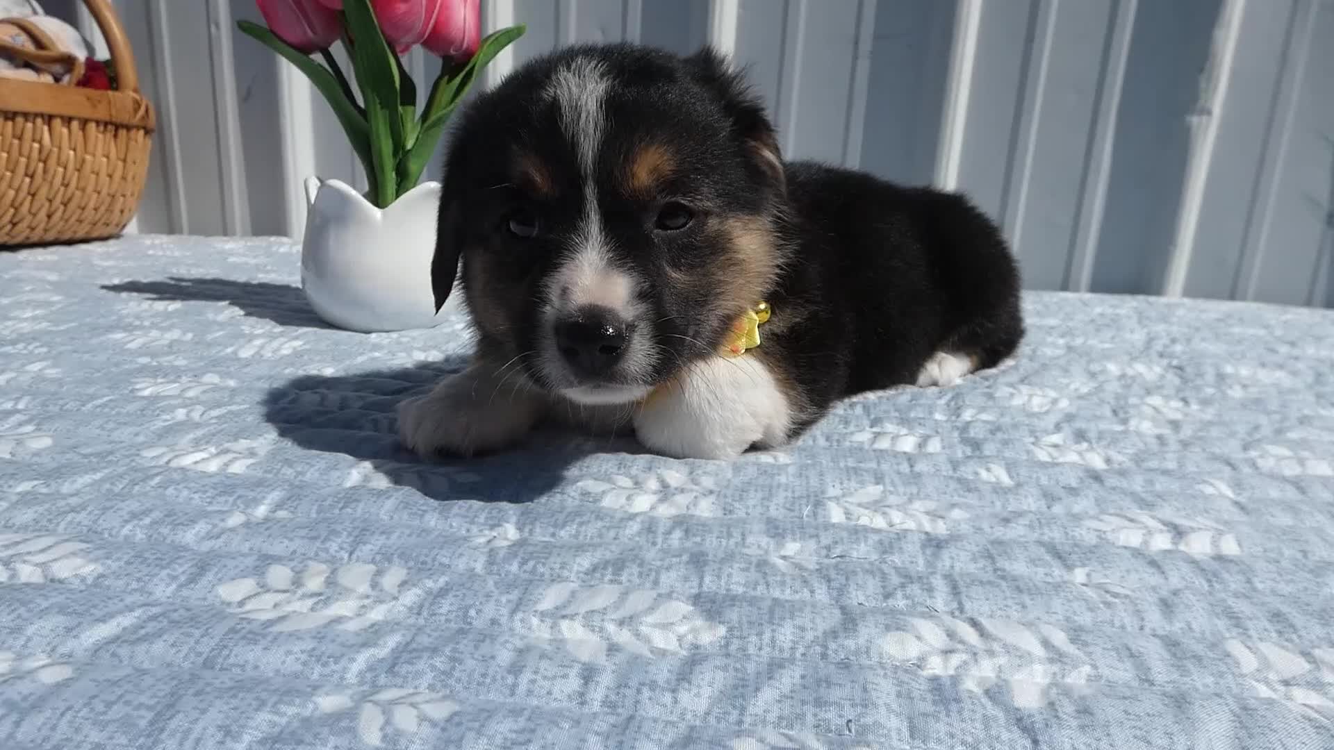 Welsh Corgi Pembroke dogs for sale: Welsh Corgi Pembroke Puppy 4 Lara - Video 1