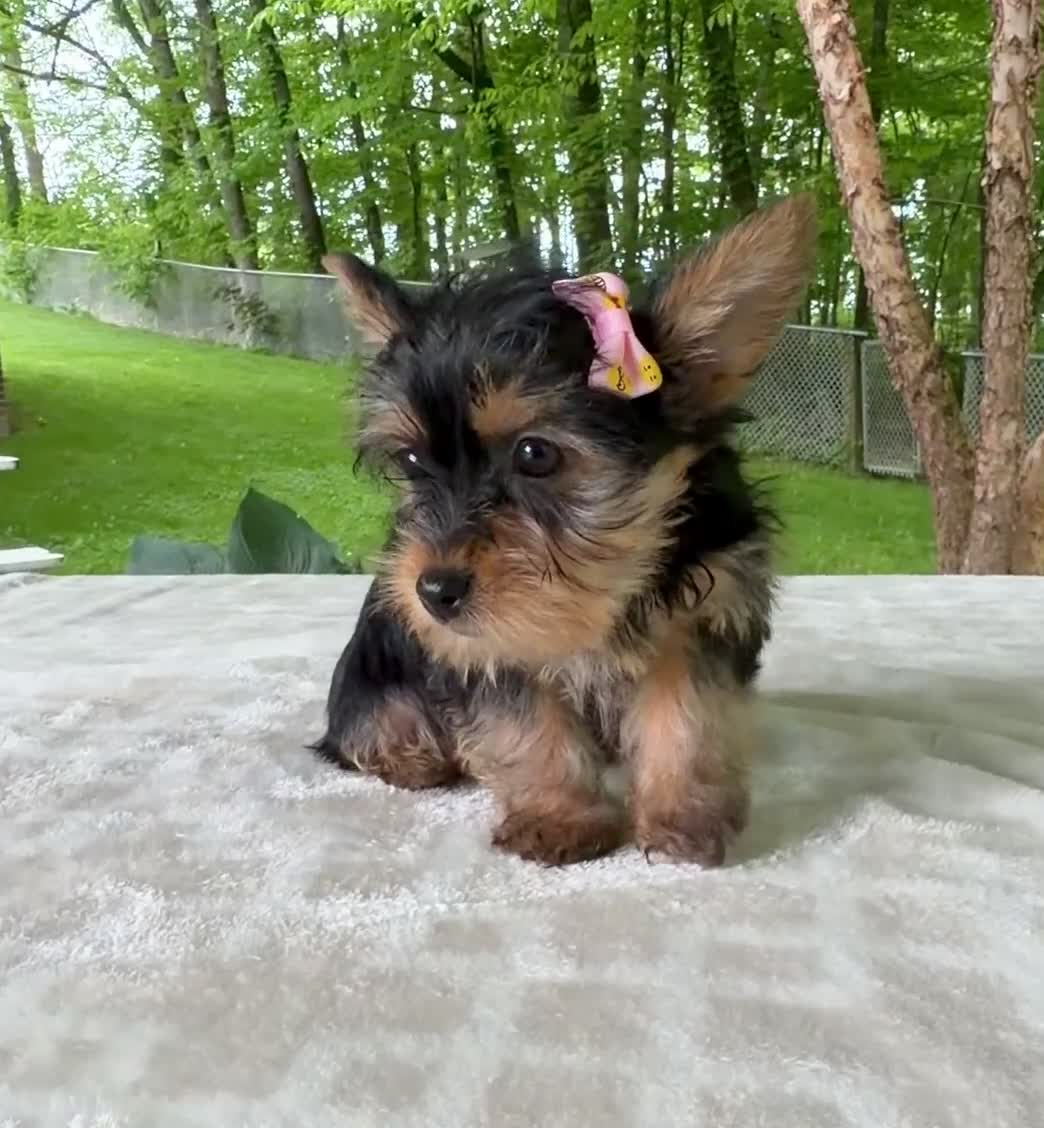 Yorkshire Terrier dogs for sale: Lainey - Video 1