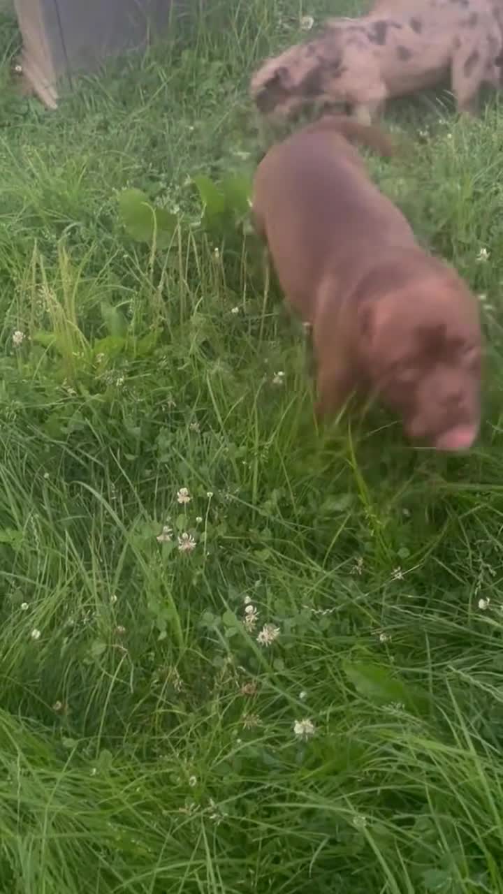 American Bully dogs for sale: Jax - Video 1