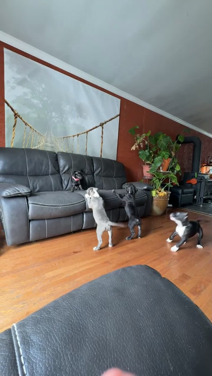 American Pit Bull Terrier dogs for sale: American Pit Bull Terrier Puppy 1 - Video 1