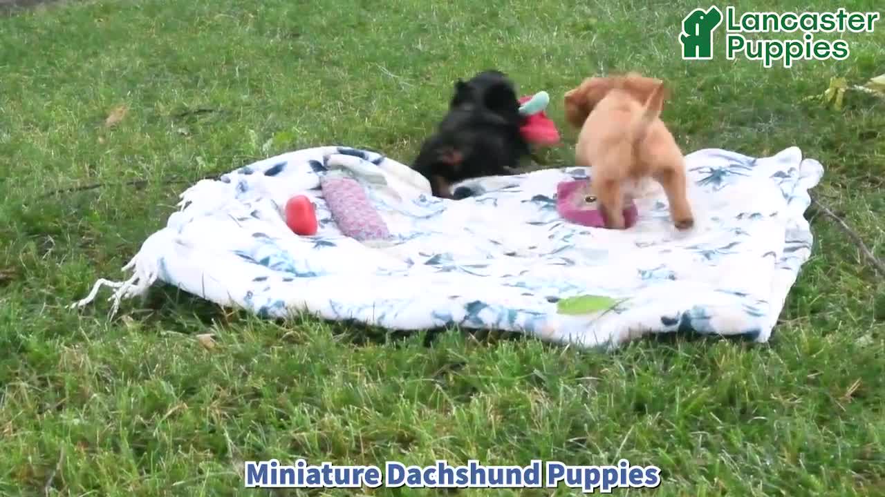 Miniature Dachshund dogs for sale: Randy - Video 1