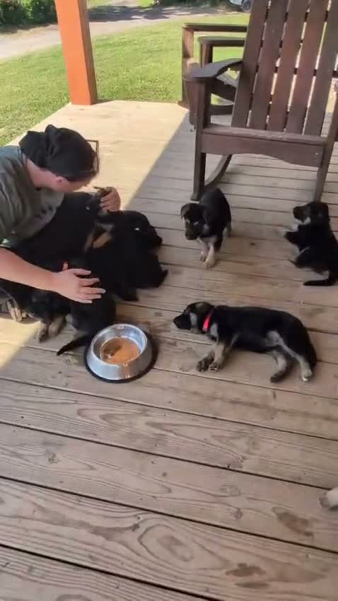 German Shepherd dogs for sale: ♥️SWEET RUBY♥️ - Video 2