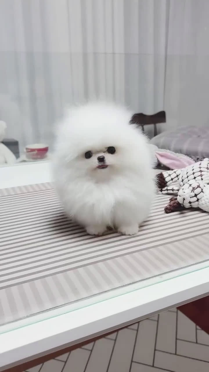 Pomeranian dogs for sale: Pomeranian Puppy 1 - Video 2