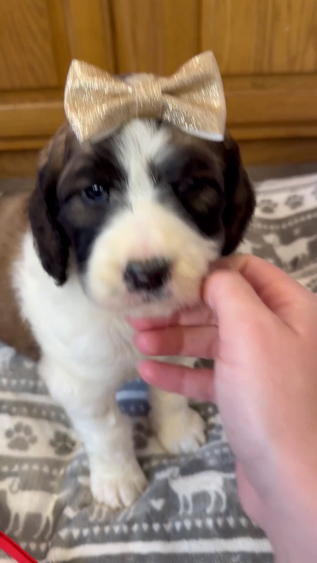 Saint Berdoodles dogs for sale: Georgia - Video 2