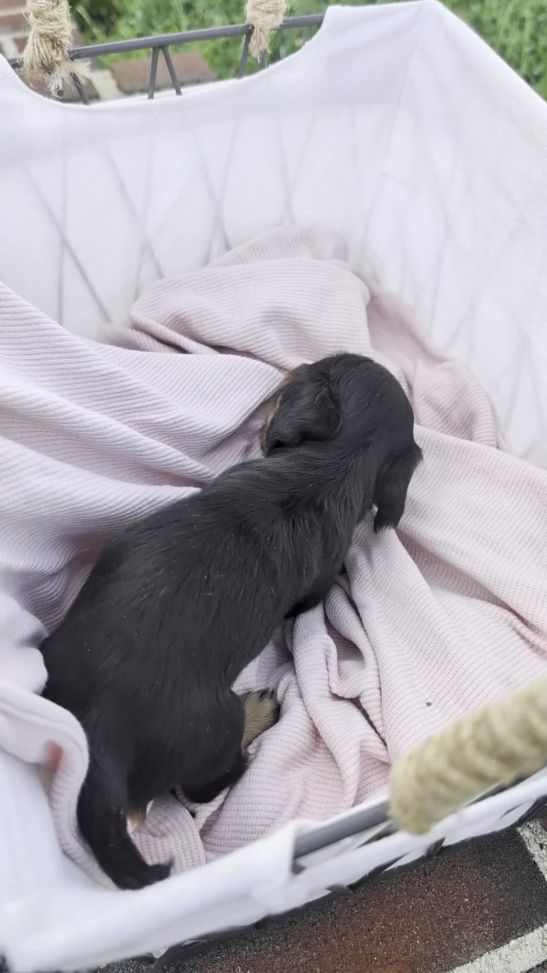 Miniature Dachshund dogs for sale: Luna - Video 1