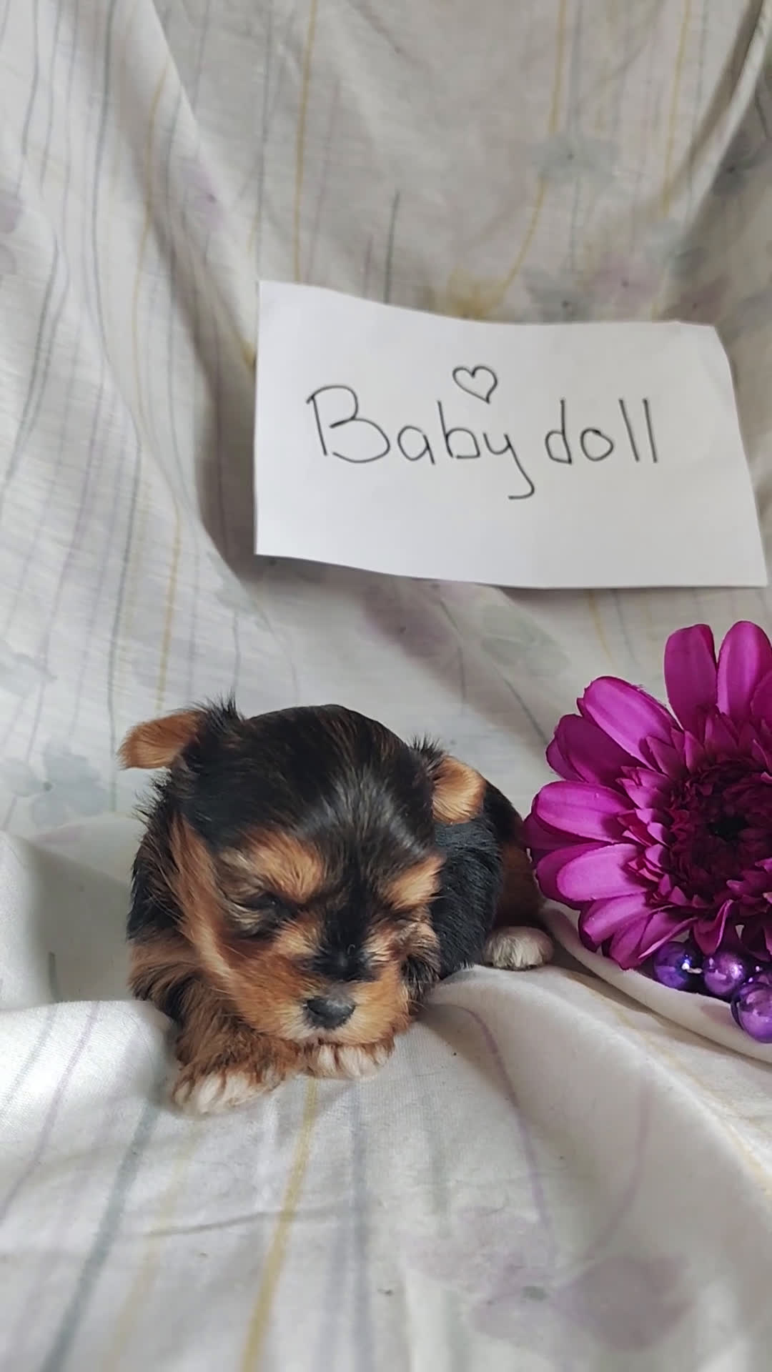 Yorkshire Terrier dogs for sale: Benson - Video 3