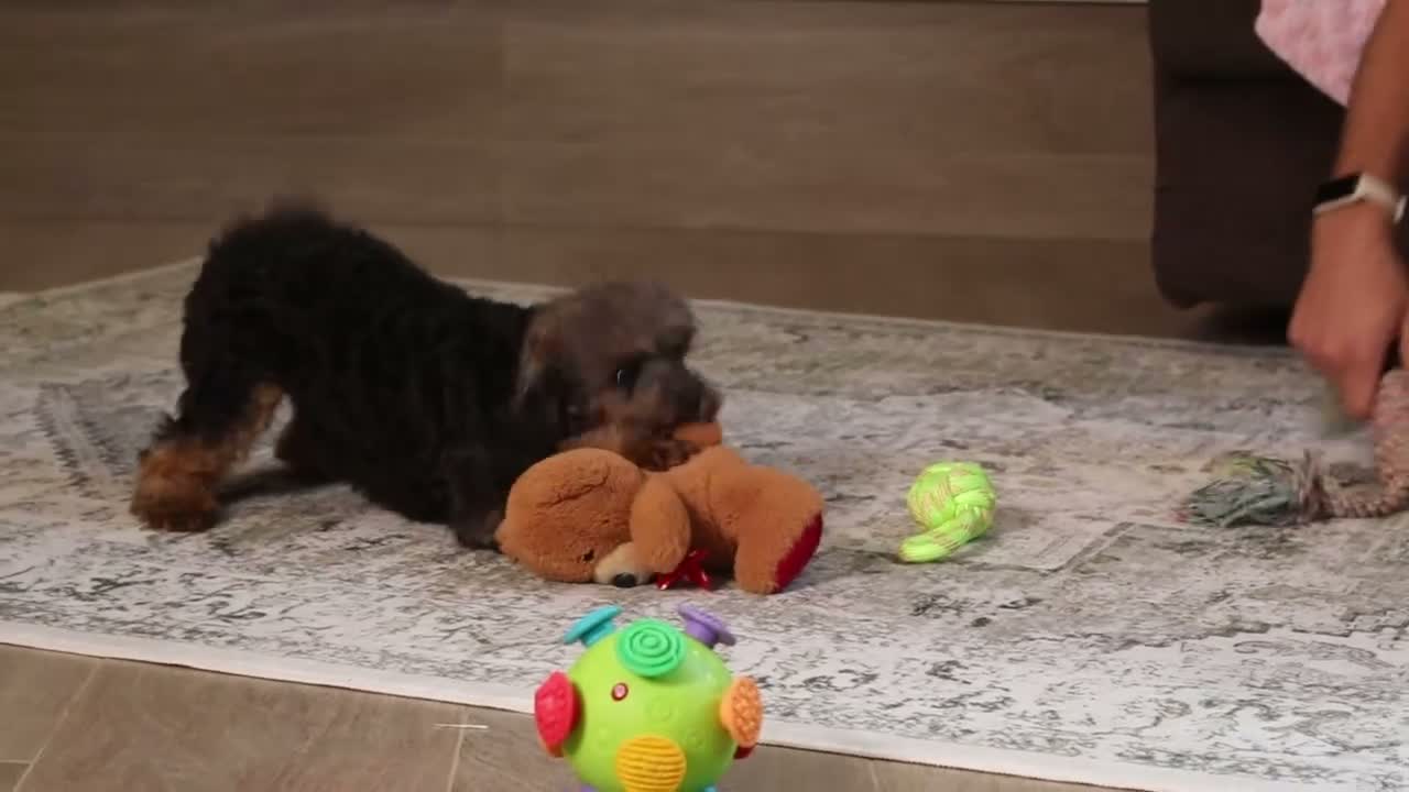 Mixed Breed dogs for sale: Ranger (AKC) - Video 1