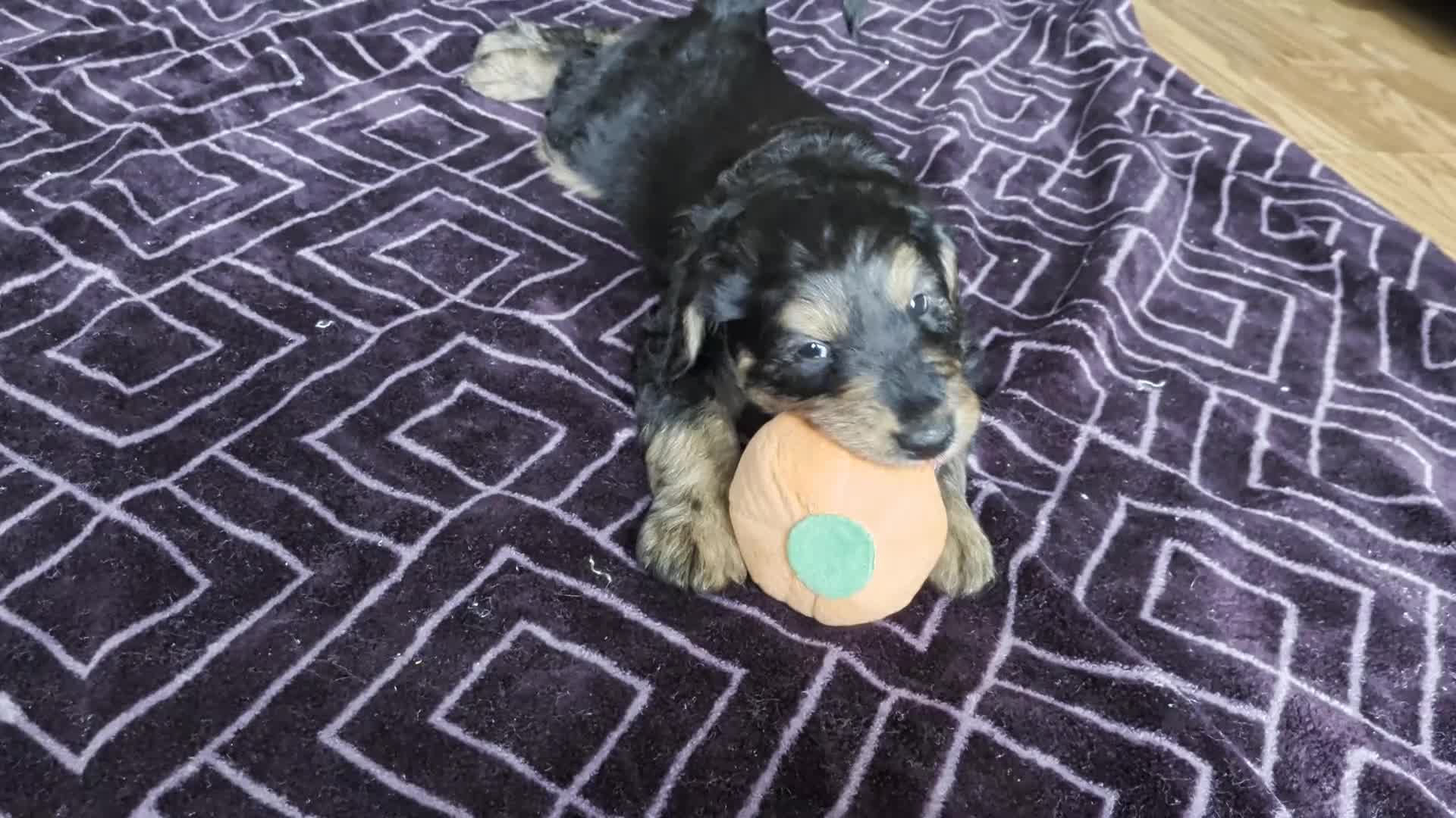 Mixed Breed dogs for sale: Winnie  - Video 1