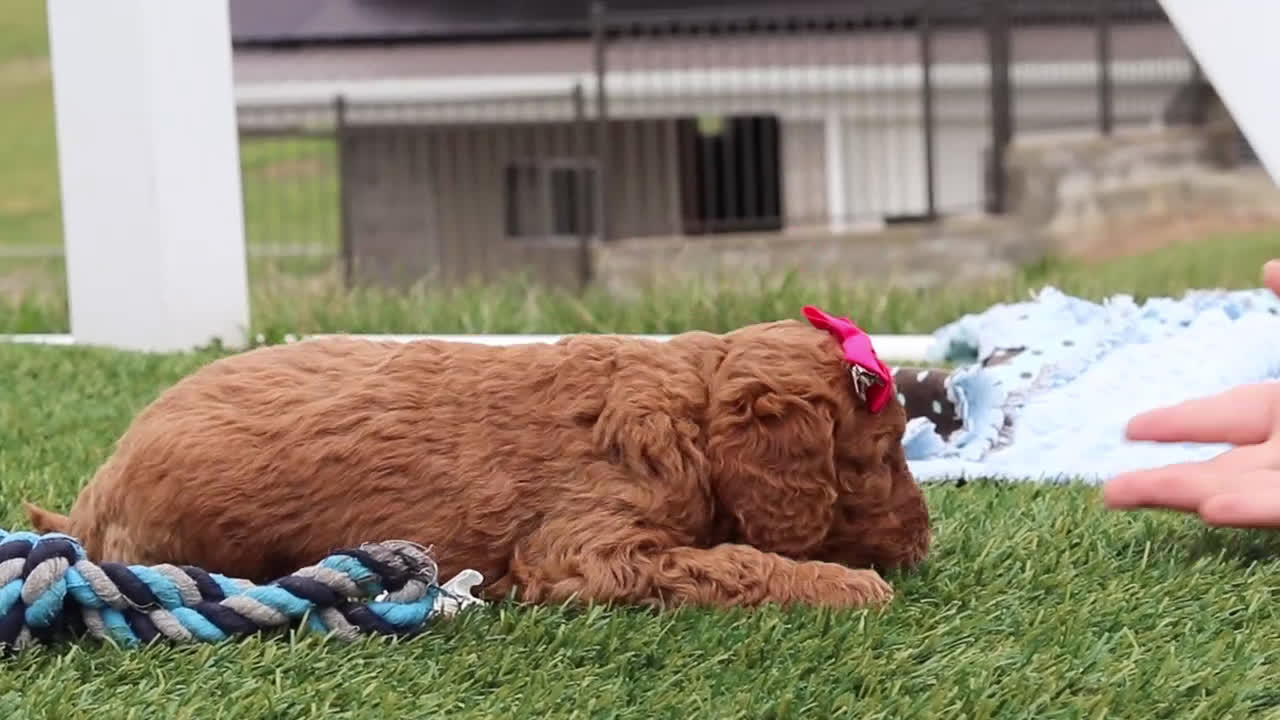 Mini Goldendoodle dogs for sale: Tigger - Video 1