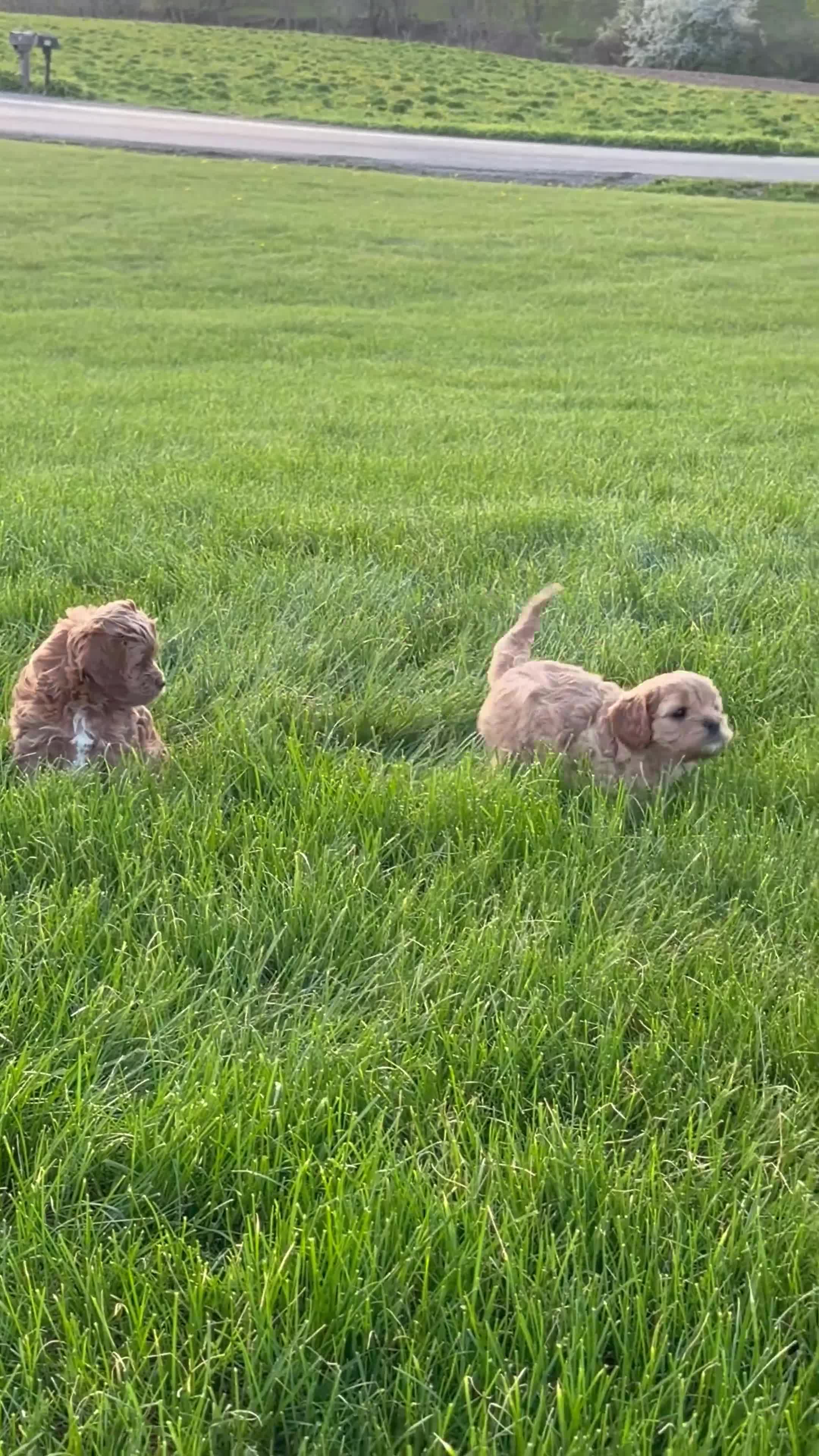 Cavapoo dogs for sale: Cavapoo Puppy 2 - Video 1