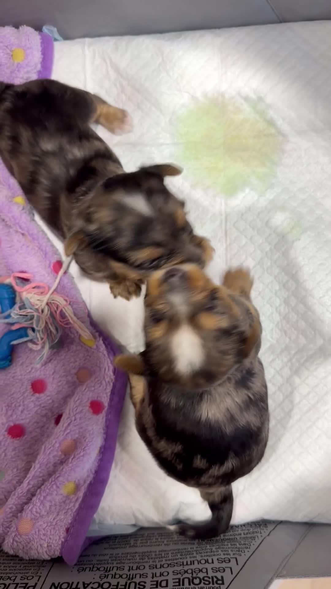 Yorkshire Terrier dogs for sale: Blake - Video 1