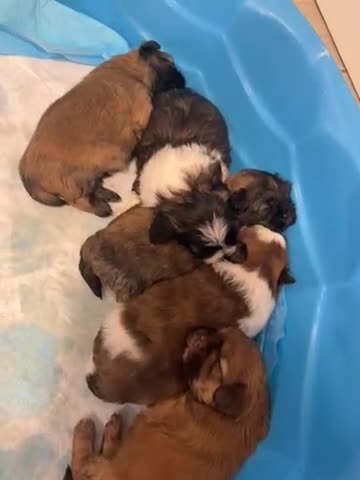 Shih Tzu dogs for sale: Shih Tzu 3 - Video 1