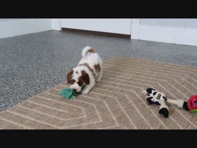 Mini Goldendoodle dogs for sale: Sarge - Video 4