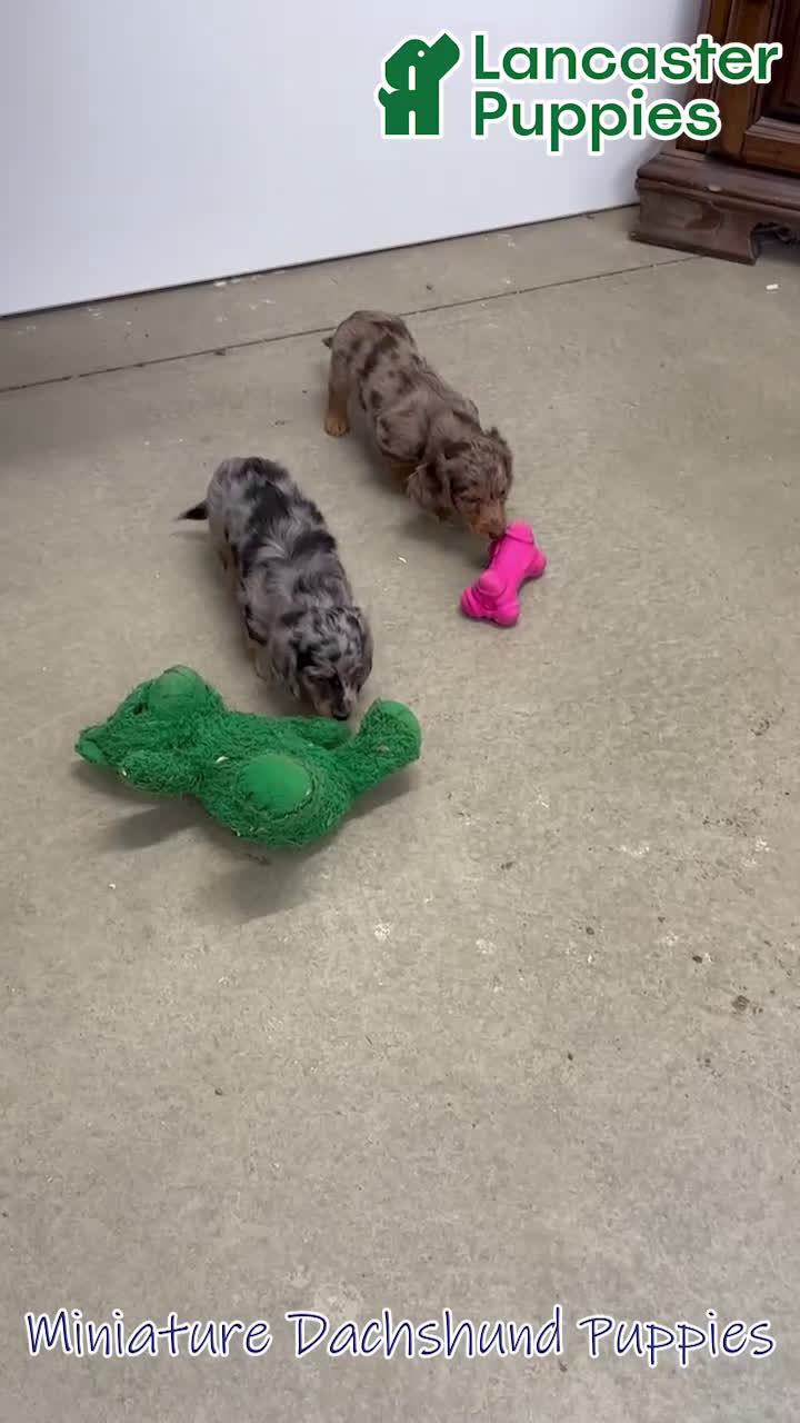 Miniature Dachshund dogs for sale: Miles - Video 1