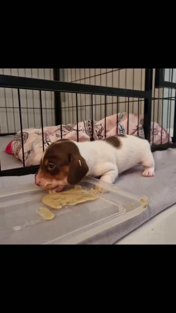 Miniature Dachshund dogs for sale: Miniature Dachshund Puppy 2 - Video 1