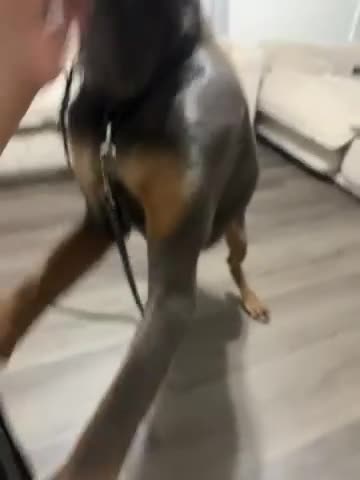 Doberman Pinscher dogs for sale: Doberman Pinscher Puppy 1 - Video 1