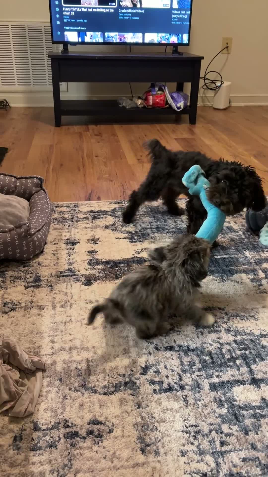Westiepoo dogs for sale: Westiepoo  - Video 1