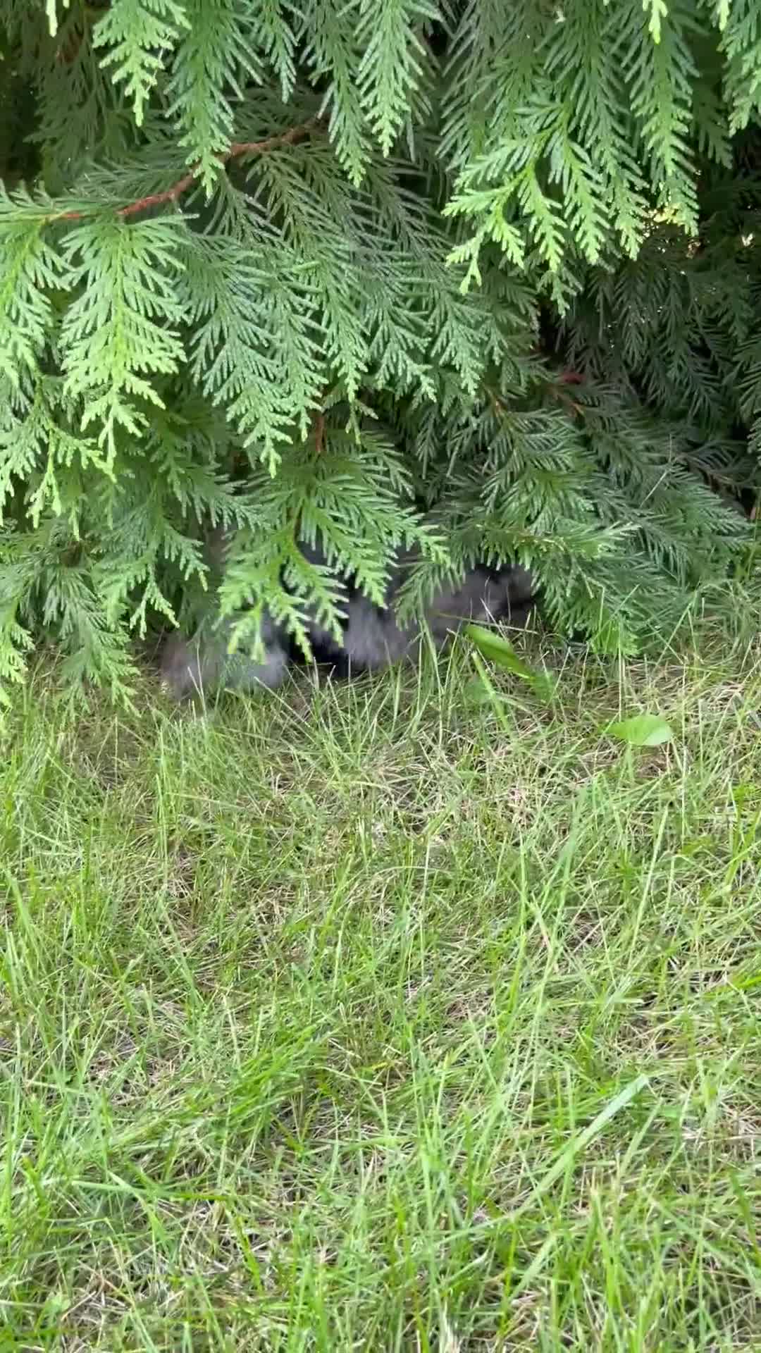 Mini Bernedoodle dogs for sale: Jesse mini - Video 1