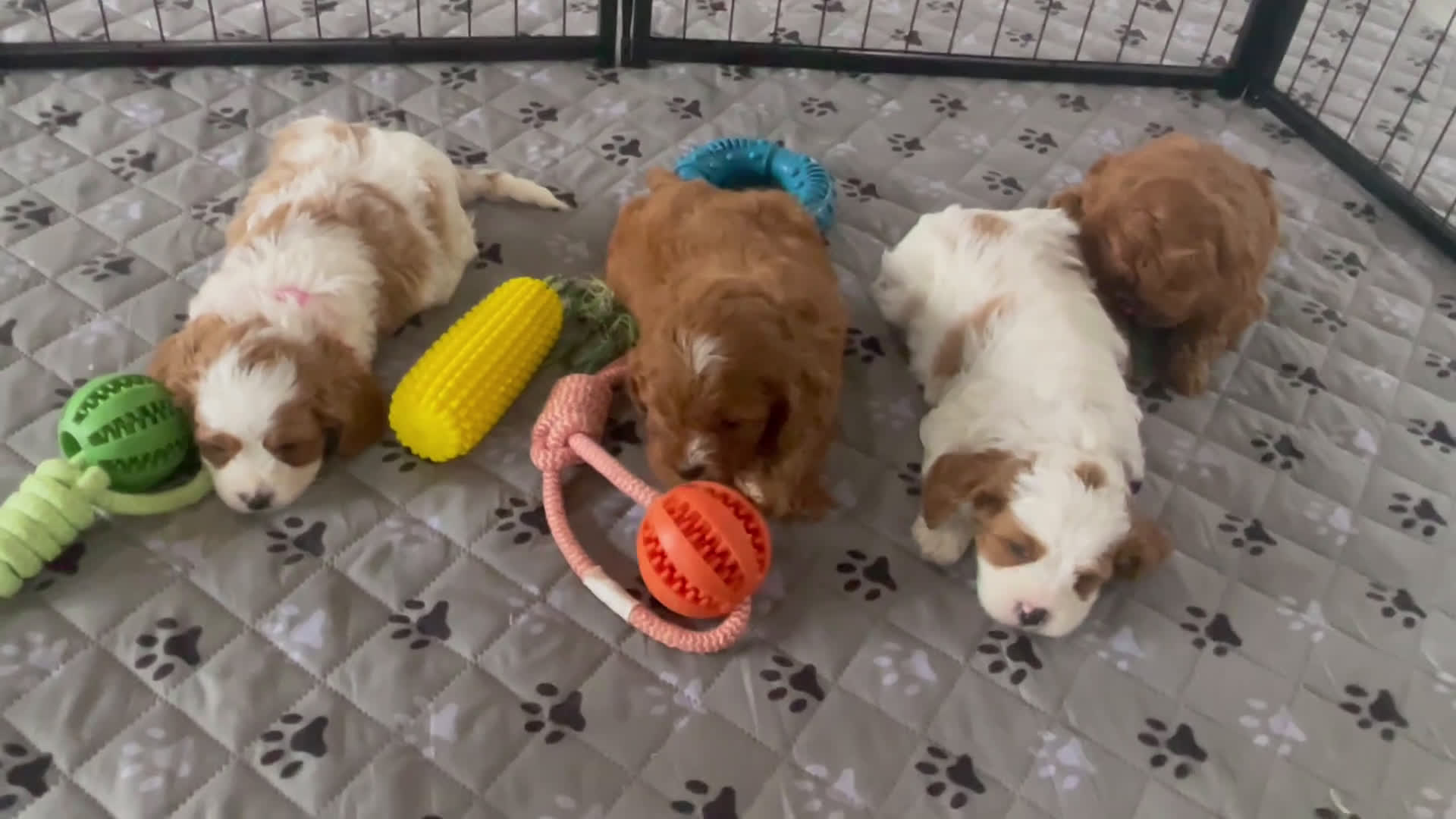 Cavapoo dogs for sale: Mr. Nash - Video 1