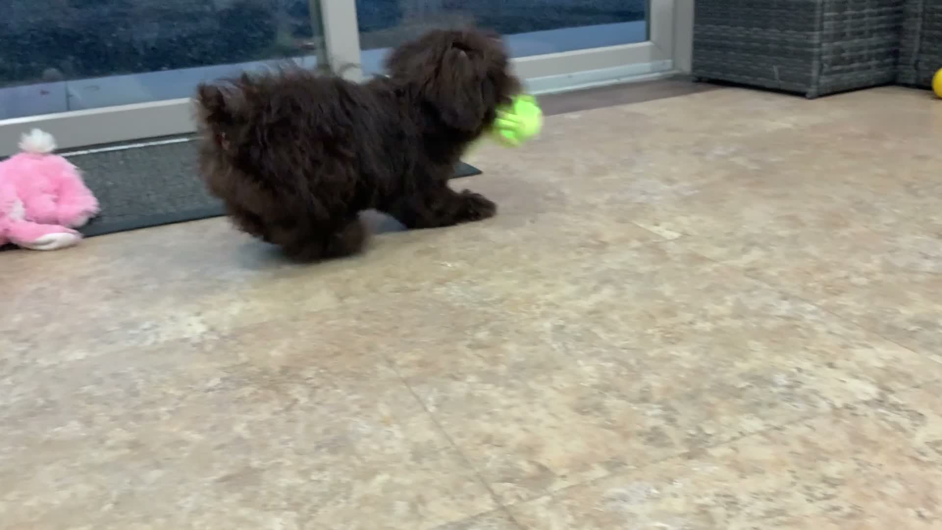 Shihpoo dogs for sale:  Tommy - Video 1