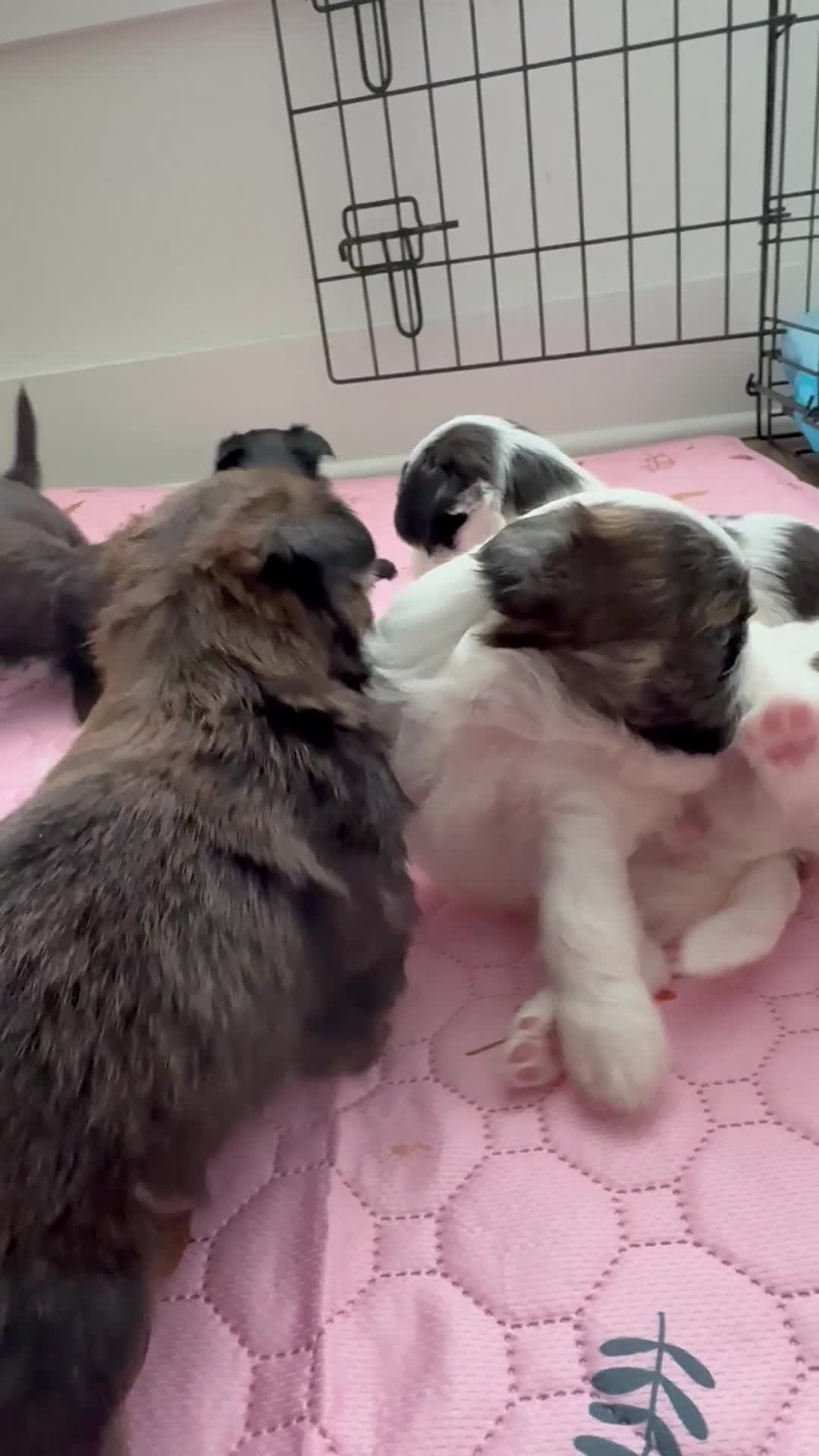 Shorkie dogs for sale: Shorkie 2 - Video 1
