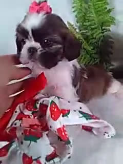 Shih Tzu dogs for sale: Remi - Video 1
