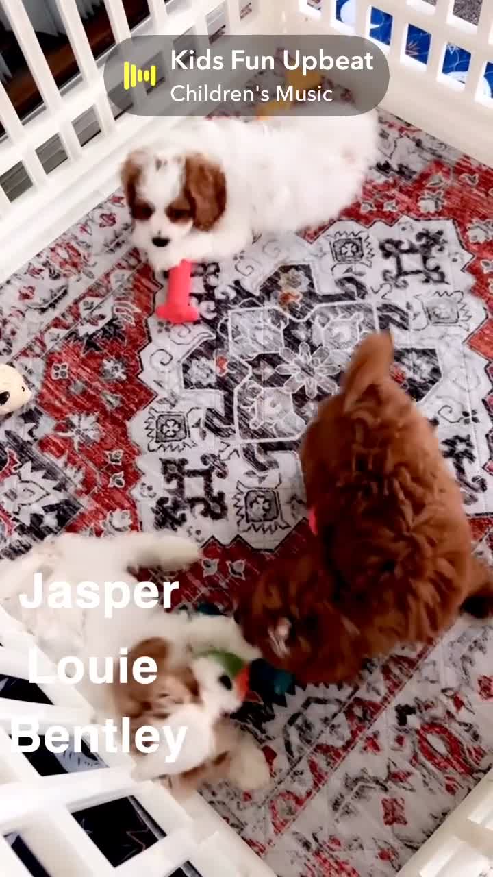 Cavapoo dogs for sale: Nala 💗 - Video 2