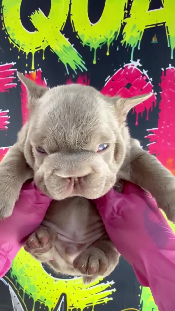 French Bulldog dogs for sale:  Cry Baby - Video 1
