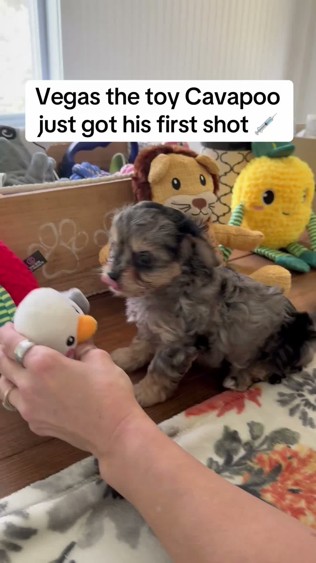 Cavapoo dogs for sale: Blue Merle toy cavapoo - Video 1