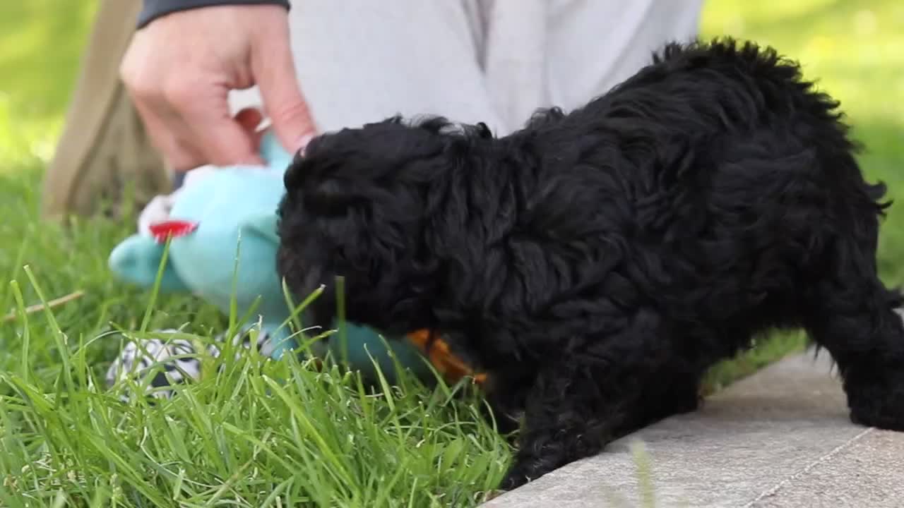 Miniature Poodle dogs for sale: Lexi - Video 1