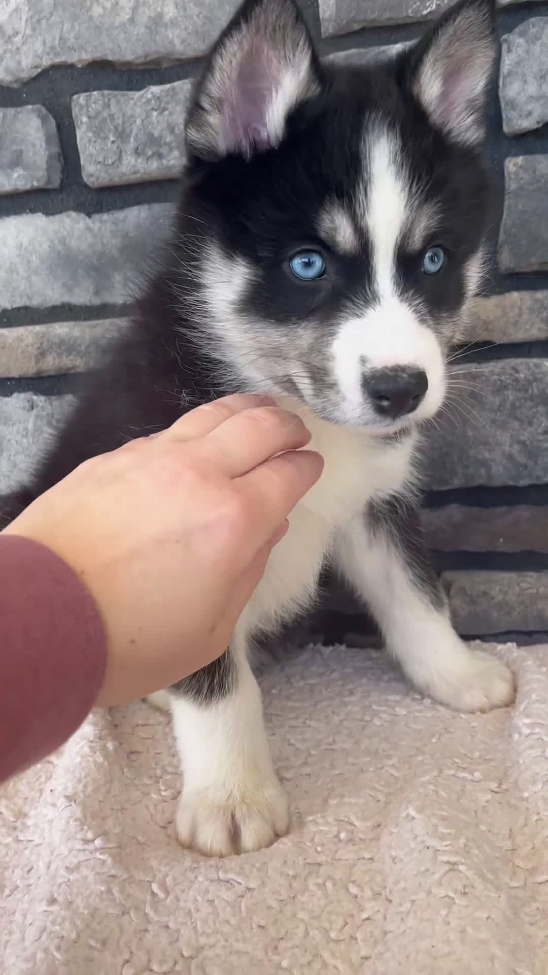 Pomsky dogs for sale: Flash - Video 1