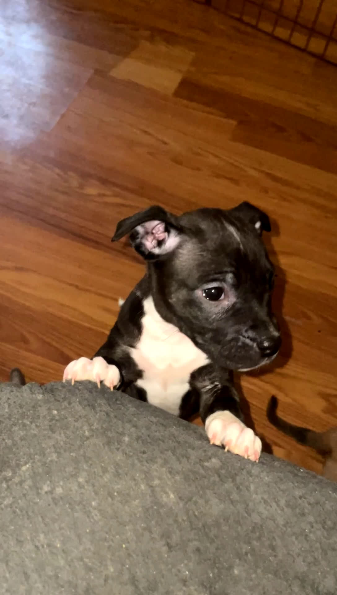 American Pit Bull Terrier dogs for sale: Bella - Video 2