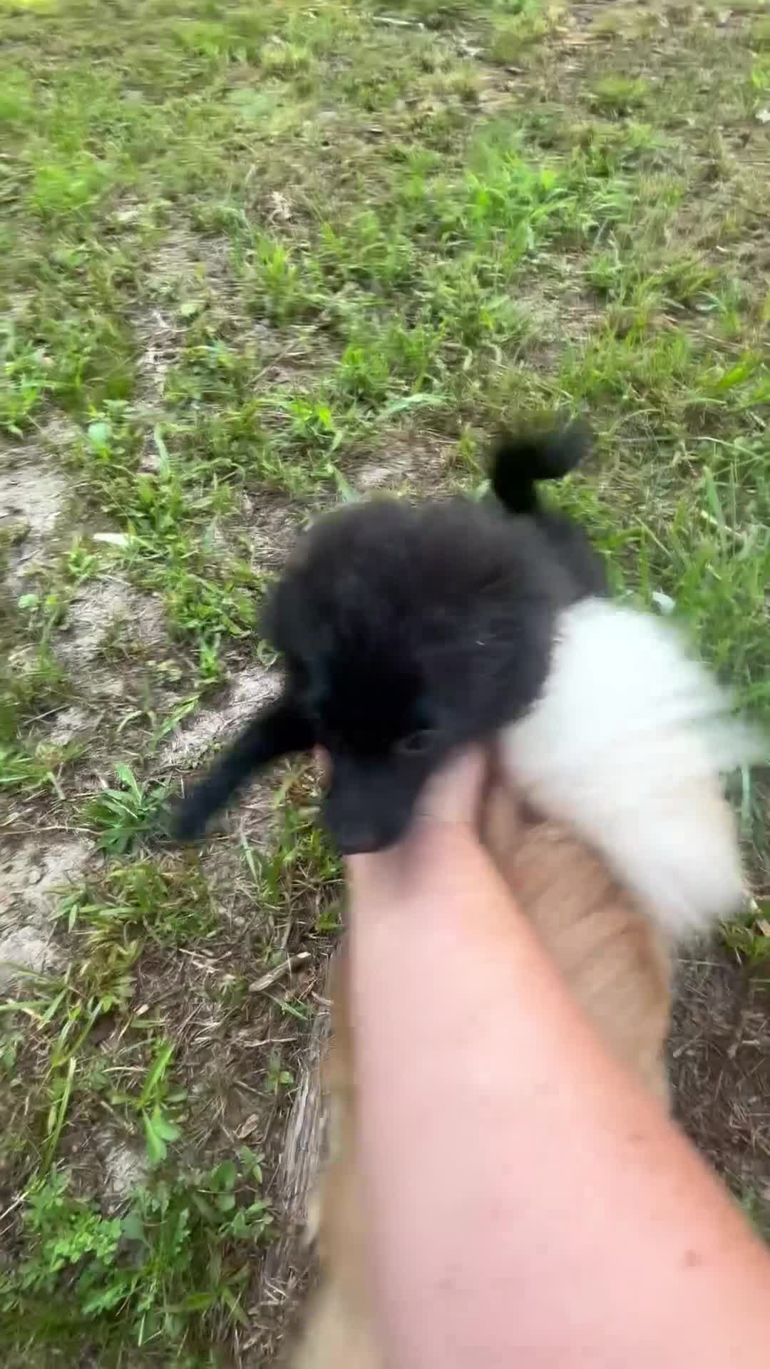 Pomeranian dogs for sale: Rosie  - Video 3